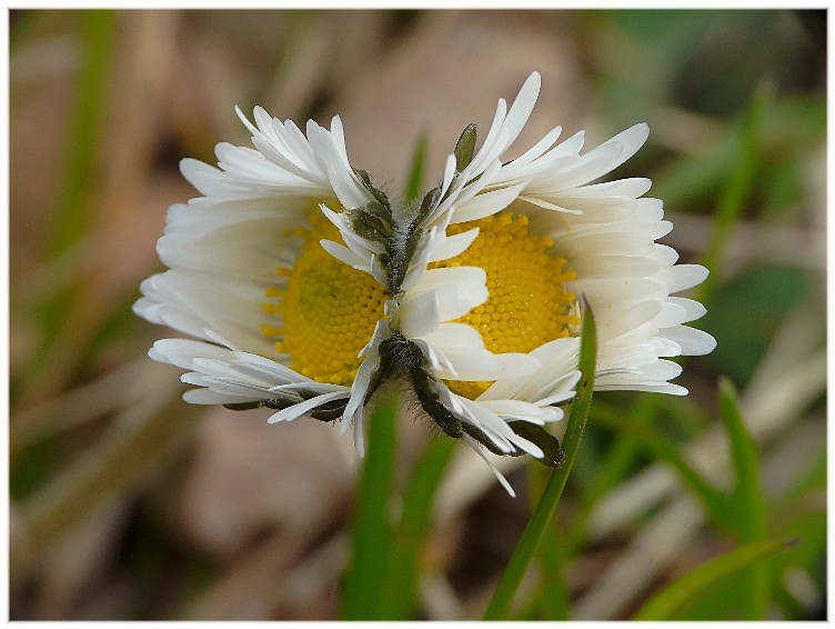 fasciazione di Bellis perennis